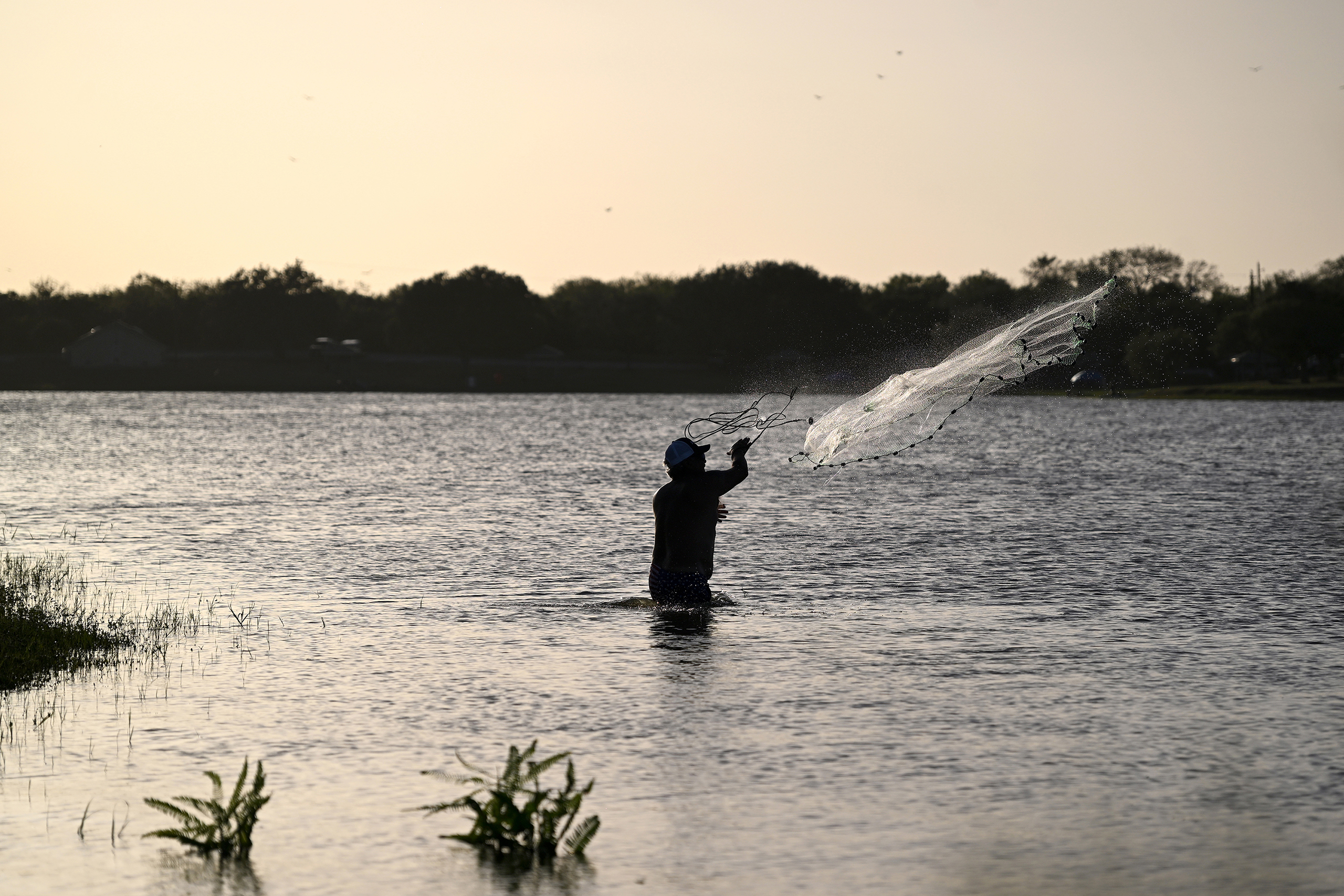 A fishermen casts a net at Corpus Christi State Park Saturday, Aug.15, 2026. With the lake's water level up, fishermen are returning to Lake Corpus Christi.