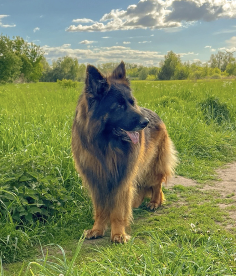 Barry, a long-haired German shepherd, stands in a green field beneath a blue sky.